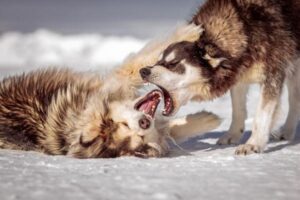 Dog Bite Liability Laws by State: Full Breakdown